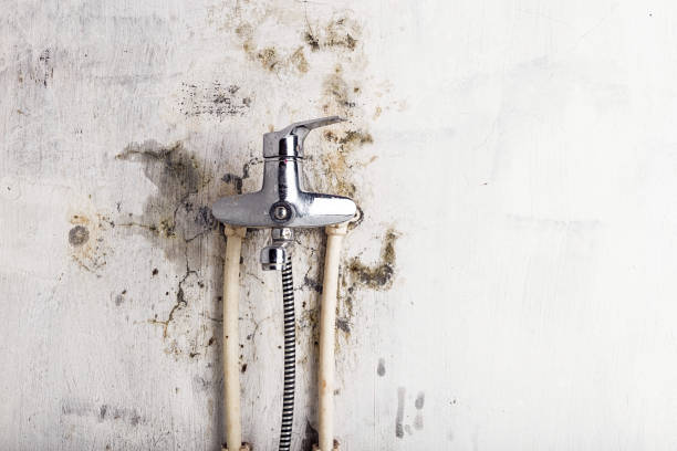 Best Fast Mold Removal  in Eldridge, IA