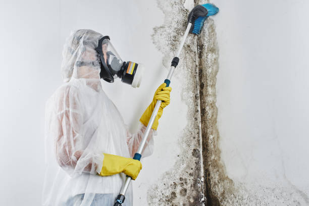 Best Mold Removal Process  in Eldridge, IA