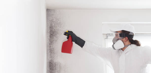 Best Same-Day Mold Removal  in Eldridge, IA