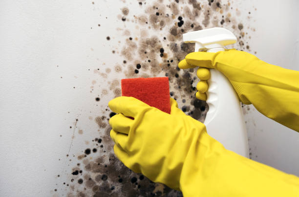 Best Attic Mold Removal  in Eldridge, IA