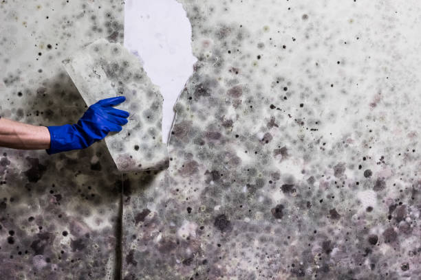 Best Black Mold Removal  in Eldridge, IA