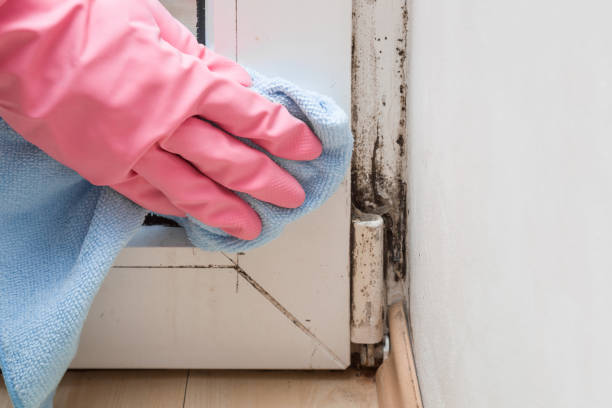 Mold Removal Process in Eldridge, IA