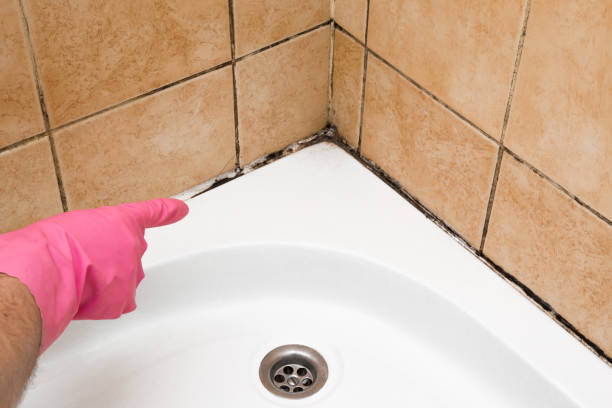 Attic Mold Removal in Eldridge, IA