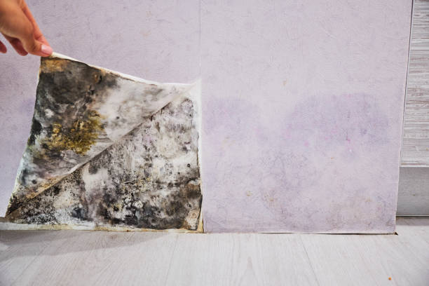 Best Mold Removal Company Near Me  in Eldridge, IA